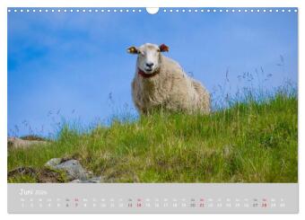 Ganz schön Schaf (Wandkalender 2026 DIN A3 quer), CALVENDO Monatskalender