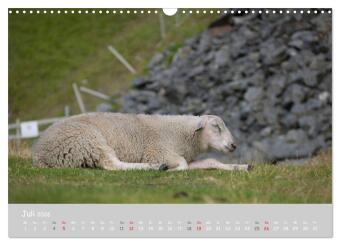 Ganz schön Schaf (Wandkalender 2026 DIN A3 quer), CALVENDO Monatskalender