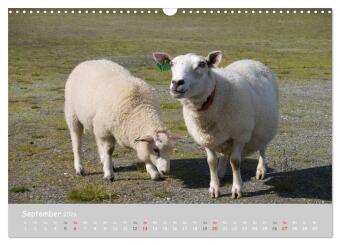 Ganz schön Schaf (Wandkalender 2026 DIN A3 quer), CALVENDO Monatskalender