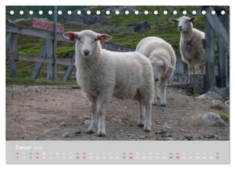 Ganz schön Schaf (Tischkalender 2026 DIN A5 quer), CALVENDO Monatskalender