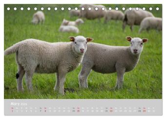 Ganz schön Schaf (Tischkalender 2026 DIN A5 quer), CALVENDO Monatskalender