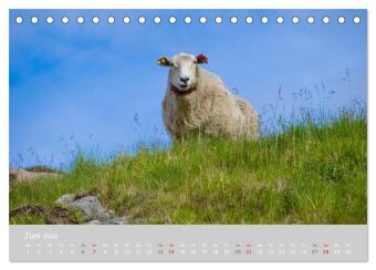 Ganz schön Schaf (Tischkalender 2026 DIN A5 quer), CALVENDO Monatskalender