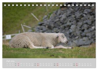Ganz schön Schaf (Tischkalender 2026 DIN A5 quer), CALVENDO Monatskalender