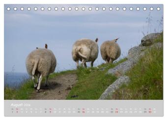 Ganz schön Schaf (Tischkalender 2026 DIN A5 quer), CALVENDO Monatskalender