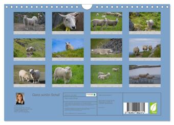 Ganz schön Schaf (Wandkalender 2026 DIN A4 quer), CALVENDO Monatskalender