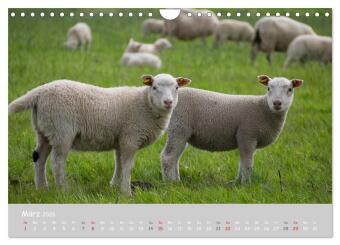 Ganz schön Schaf (Wandkalender 2026 DIN A4 quer), CALVENDO Monatskalender