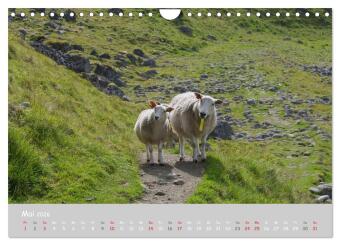 Ganz schön Schaf (Wandkalender 2026 DIN A4 quer), CALVENDO Monatskalender