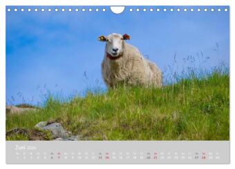 Ganz schön Schaf (Wandkalender 2026 DIN A4 quer), CALVENDO Monatskalender
