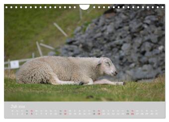 Ganz schön Schaf (Wandkalender 2026 DIN A4 quer), CALVENDO Monatskalender