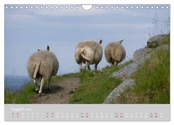 Ganz schön Schaf (Wandkalender 2026 DIN A4 quer), CALVENDO Monatskalender