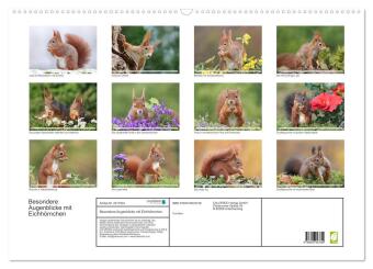 Besondere Augenblicke mit Eichhörnchen (Wandkalender 2026 DIN A2 quer), CALVENDO Monatskalender