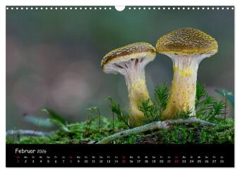 Pilzgalerie (Wandkalender 2026 DIN A3 quer), CALVENDO Monatskalender