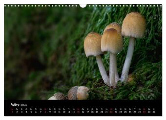 Pilzgalerie (Wandkalender 2026 DIN A3 quer), CALVENDO Monatskalender