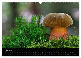 Pilzgalerie (Wandkalender 2026 DIN A3 quer), CALVENDO Monatskalender