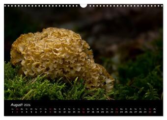 Pilzgalerie (Wandkalender 2026 DIN A3 quer), CALVENDO Monatskalender