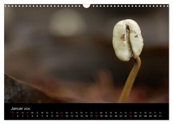 Zu Besuch beim Kaffee (Wandkalender 2026 DIN A3 quer), CALVENDO Monatskalender