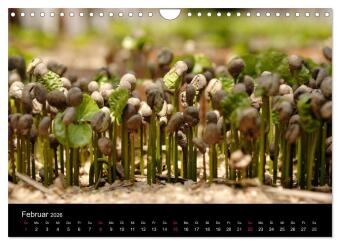 Zu Besuch beim Kaffee (Wandkalender 2026 DIN A4 quer), CALVENDO Monatskalender