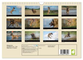 Belgischer Schäferhund - Der Malinois in Action (Wandkalender 2026 DIN A4 quer), CALVENDO Monatskalender