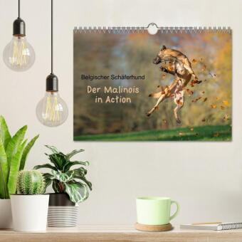 Belgischer Schäferhund - Der Malinois in Action (Wandkalender 2026 DIN A4 quer), CALVENDO Monatskalender