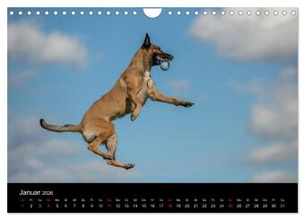 Belgischer Schäferhund - Der Malinois in Action (Wandkalender 2026 DIN A4 quer), CALVENDO Monatskalender