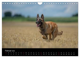 Belgischer Schäferhund - Der Malinois in Action (Wandkalender 2026 DIN A4 quer), CALVENDO Monatskalender