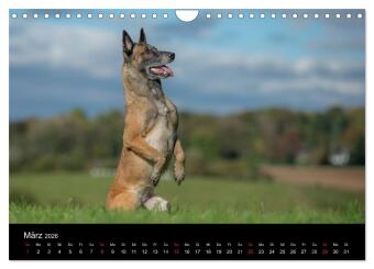 Belgischer Schäferhund - Der Malinois in Action (Wandkalender 2026 DIN A4 quer), CALVENDO Monatskalender