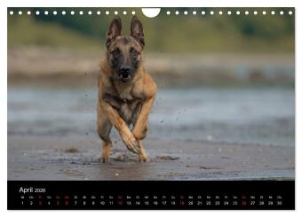 Belgischer Schäferhund - Der Malinois in Action (Wandkalender 2026 DIN A4 quer), CALVENDO Monatskalender