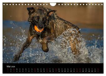 Belgischer Schäferhund - Der Malinois in Action (Wandkalender 2026 DIN A4 quer), CALVENDO Monatskalender