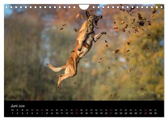 Belgischer Schäferhund - Der Malinois in Action (Wandkalender 2026 DIN A4 quer), CALVENDO Monatskalender