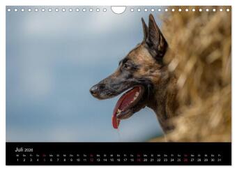 Belgischer Schäferhund - Der Malinois in Action (Wandkalender 2026 DIN A4 quer), CALVENDO Monatskalender