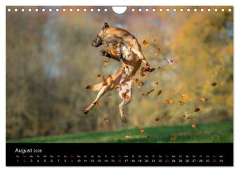 Belgischer Schäferhund - Der Malinois in Action (Wandkalender 2026 DIN A4 quer), CALVENDO Monatskalender