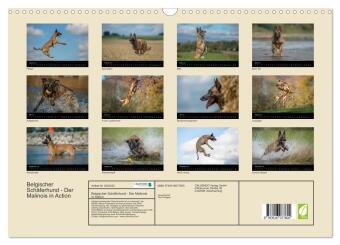 Belgischer Schäferhund - Der Malinois in Action (Wandkalender 2026 DIN A3 quer), CALVENDO Monatskalender