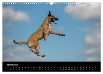 Belgischer Schäferhund - Der Malinois in Action (Wandkalender 2026 DIN A3 quer), CALVENDO Monatskalender