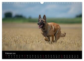 Belgischer Schäferhund - Der Malinois in Action (Wandkalender 2026 DIN A3 quer), CALVENDO Monatskalender