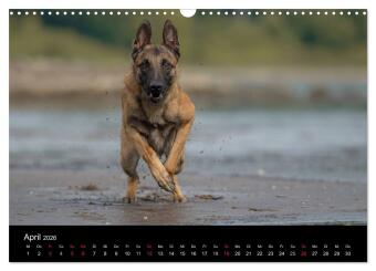 Belgischer Schäferhund - Der Malinois in Action (Wandkalender 2026 DIN A3 quer), CALVENDO Monatskalender