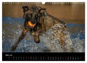 Belgischer Schäferhund - Der Malinois in Action (Wandkalender 2026 DIN A3 quer), CALVENDO Monatskalender