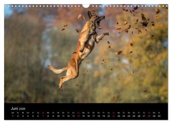 Belgischer Schäferhund - Der Malinois in Action (Wandkalender 2026 DIN A3 quer), CALVENDO Monatskalender
