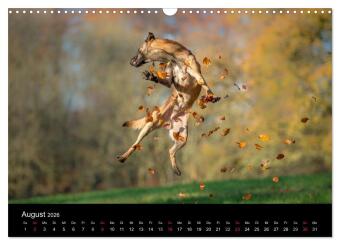 Belgischer Schäferhund - Der Malinois in Action (Wandkalender 2026 DIN A3 quer), CALVENDO Monatskalender
