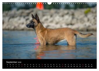 Belgischer Schäferhund - Der Malinois in Action (Wandkalender 2026 DIN A3 quer), CALVENDO Monatskalender