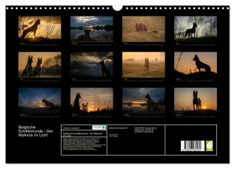 Belgische Schäferhunde - Der Malinois im Licht (Wandkalender 2026 DIN A3 quer), CALVENDO Monatskalender