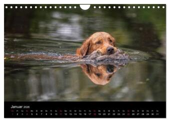 Jagdhunde bei der Arbeit (Wandkalender 2026 DIN A4 quer), CALVENDO Monatskalender