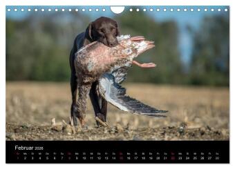 Jagdhunde bei der Arbeit (Wandkalender 2026 DIN A4 quer), CALVENDO Monatskalender