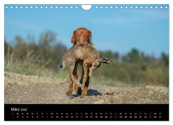 Jagdhunde bei der Arbeit (Wandkalender 2026 DIN A4 quer), CALVENDO Monatskalender