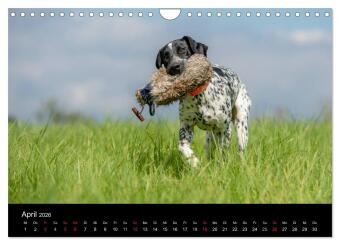 Jagdhunde bei der Arbeit (Wandkalender 2026 DIN A4 quer), CALVENDO Monatskalender