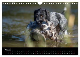 Jagdhunde bei der Arbeit (Wandkalender 2026 DIN A4 quer), CALVENDO Monatskalender