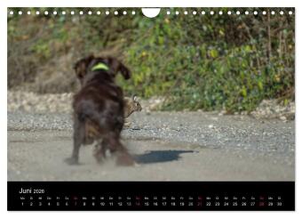 Jagdhunde bei der Arbeit (Wandkalender 2026 DIN A4 quer), CALVENDO Monatskalender