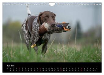 Jagdhunde bei der Arbeit (Wandkalender 2026 DIN A4 quer), CALVENDO Monatskalender