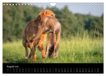 Jagdhunde bei der Arbeit (Wandkalender 2026 DIN A4 quer), CALVENDO Monatskalender