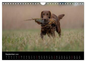 Jagdhunde bei der Arbeit (Wandkalender 2026 DIN A4 quer), CALVENDO Monatskalender