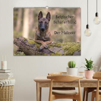 Belgischer Schäferhund - Der Malinois (Wandkalender 2026 DIN A2 quer), CALVENDO Monatskalender 